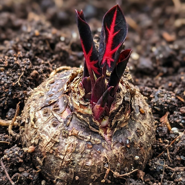 🌈Hosta Seeds🌿 🎊The color wizard that creates a dream garden 🌿✨