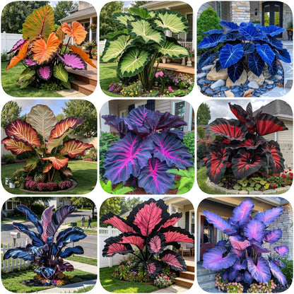 🌈Hosta Seeds🌿 🎊The color wizard that creates a dream garden 🌿✨