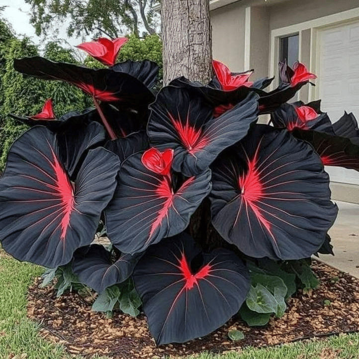 ✨HOT SALE 49% OFF🍃-Black and Red Hosta Seeds🌿