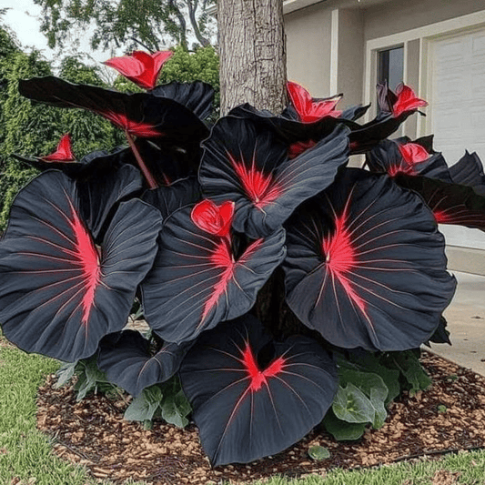 ✨HOT SALE 49% OFF🍃-Black and Red Hosta Seeds🌿
