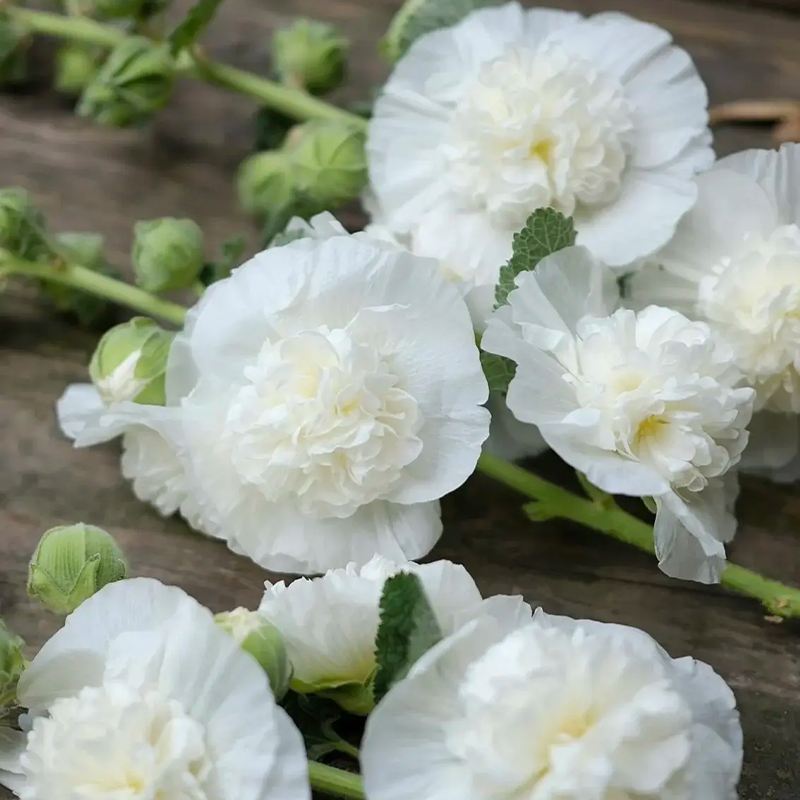 ⏰Don’t Miss Out🔥 Giant Double-Petaled Hollyhock 🌸 Large Flowers