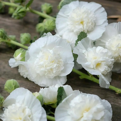 ⏰Don’t Miss Out🔥 Giant Double-Petaled Hollyhock 🌸 Large Flowers