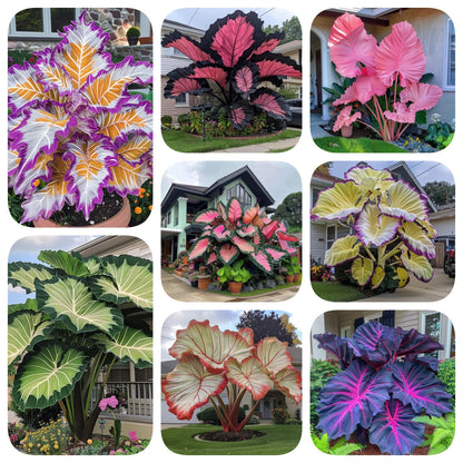 🌈Hosta Seeds🌿 🎊The color wizard that creates a dream garden 🌿✨