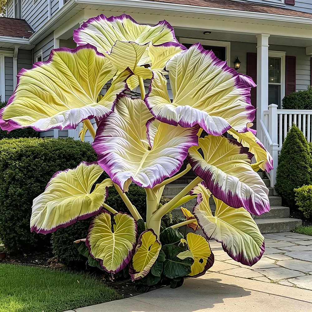 🌈Hosta Seeds🌿 🎊The color wizard that creates a dream garden 🌿✨