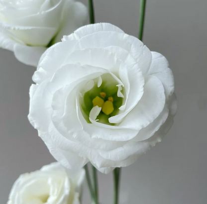 💐Lisianthus – Timeless Beauty, Everlasting Love💫