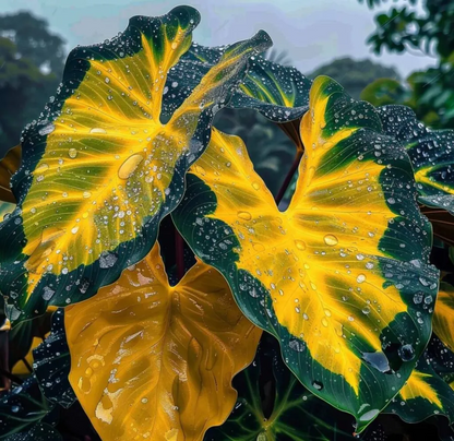 🌈Hosta Seeds🌿 🎊The color wizard that creates a dream garden 🌿✨