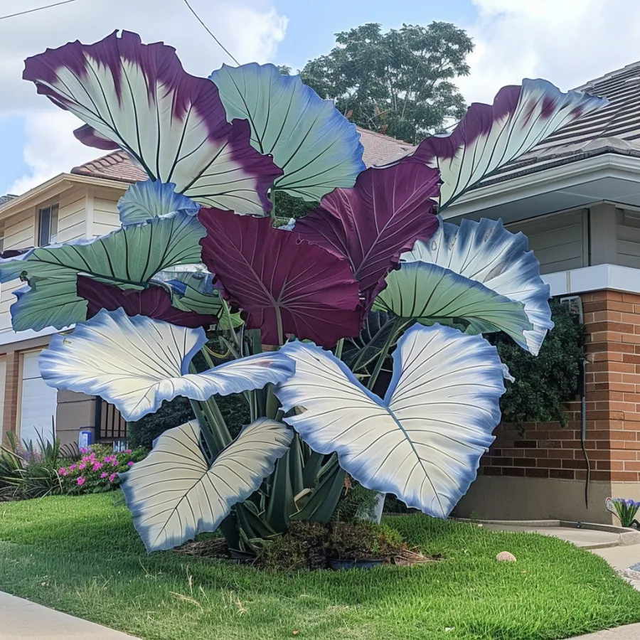 🌈Hosta Seeds🌿 🎊The color wizard that creates a dream garden 🌿✨