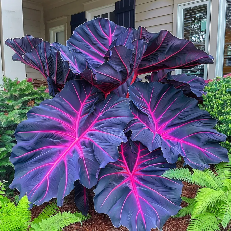 🌈Hosta Seeds🌿 🎊The color wizard that creates a dream garden 🌿✨