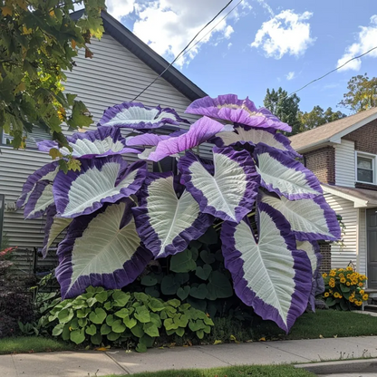 🌈Hosta Seeds🌿 🎊The color wizard that creates a dream garden 🌿✨