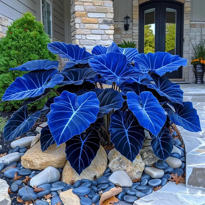 🌈Hosta Seeds🌿 🎊The color wizard that creates a dream garden 🌿✨