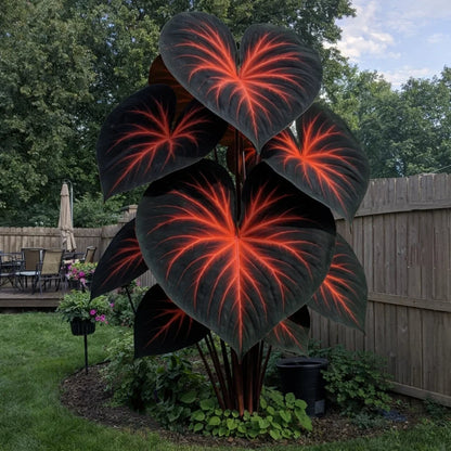 🌈Hosta Seeds🌿 🎊The color wizard that creates a dream garden 🌿✨