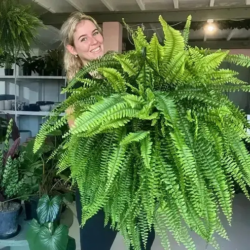 🎁Hot Sale 49% OFF🔥Extra-Large Pre-Lit Artificial Boston Fern