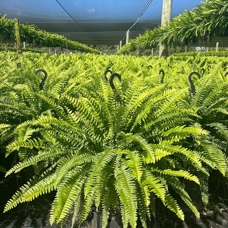 🎁Hot Sale 49% OFF🔥Extra-Large Pre-Lit Artificial Boston Fern