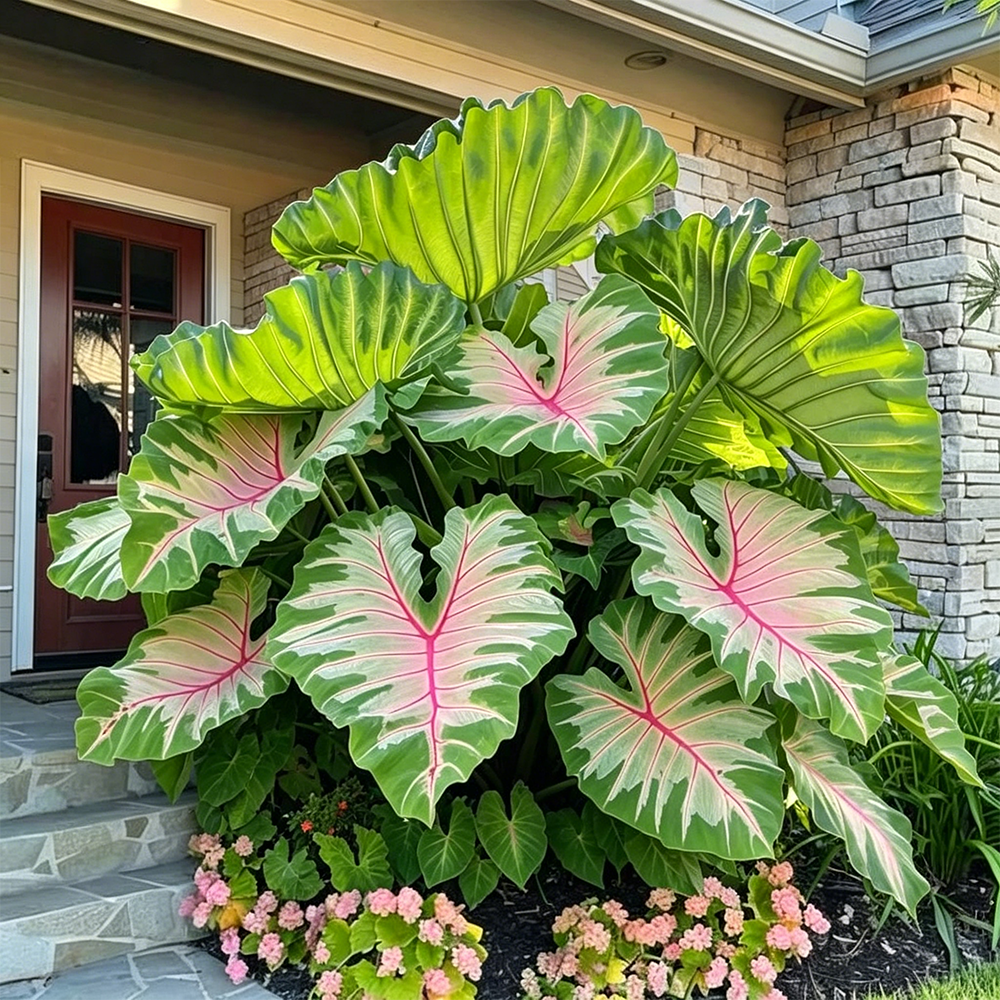 🌈Hosta Seeds🌿 🎊The color wizard that creates a dream garden 🌿✨