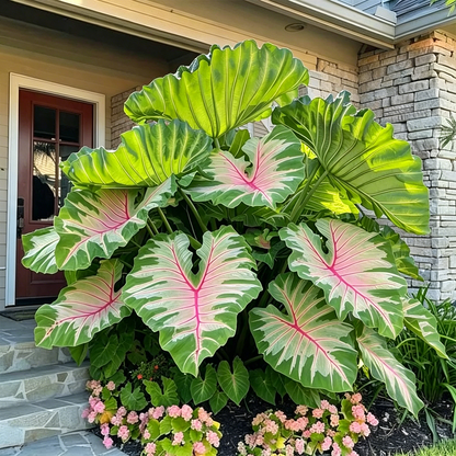 🌈Hosta Seeds🌿 🎊The color wizard that creates a dream garden 🌿✨
