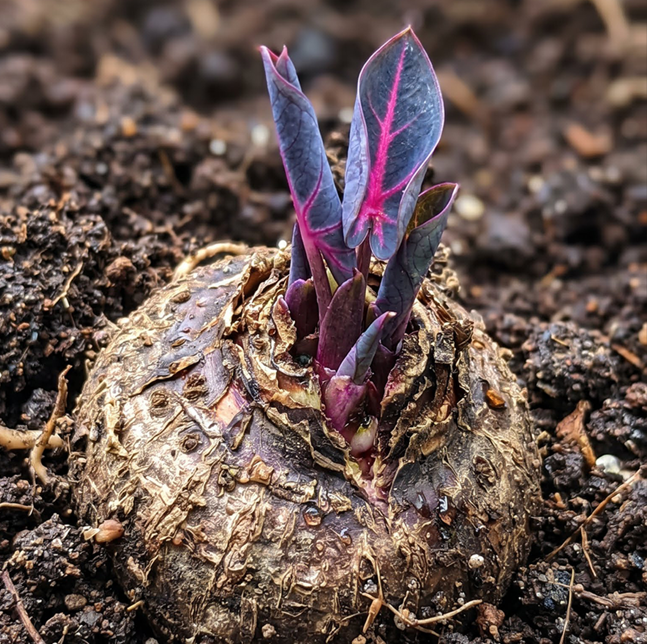 🌈Hosta Seeds🌿 🎊The color wizard that creates a dream garden 🌿✨