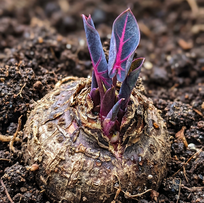 🌈Hosta Seeds🌿 🎊The color wizard that creates a dream garden 🌿✨