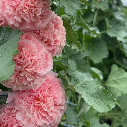 ⏰Don’t Miss Out🔥 Giant Double-Petaled Hollyhock 🌸 Large Flowers