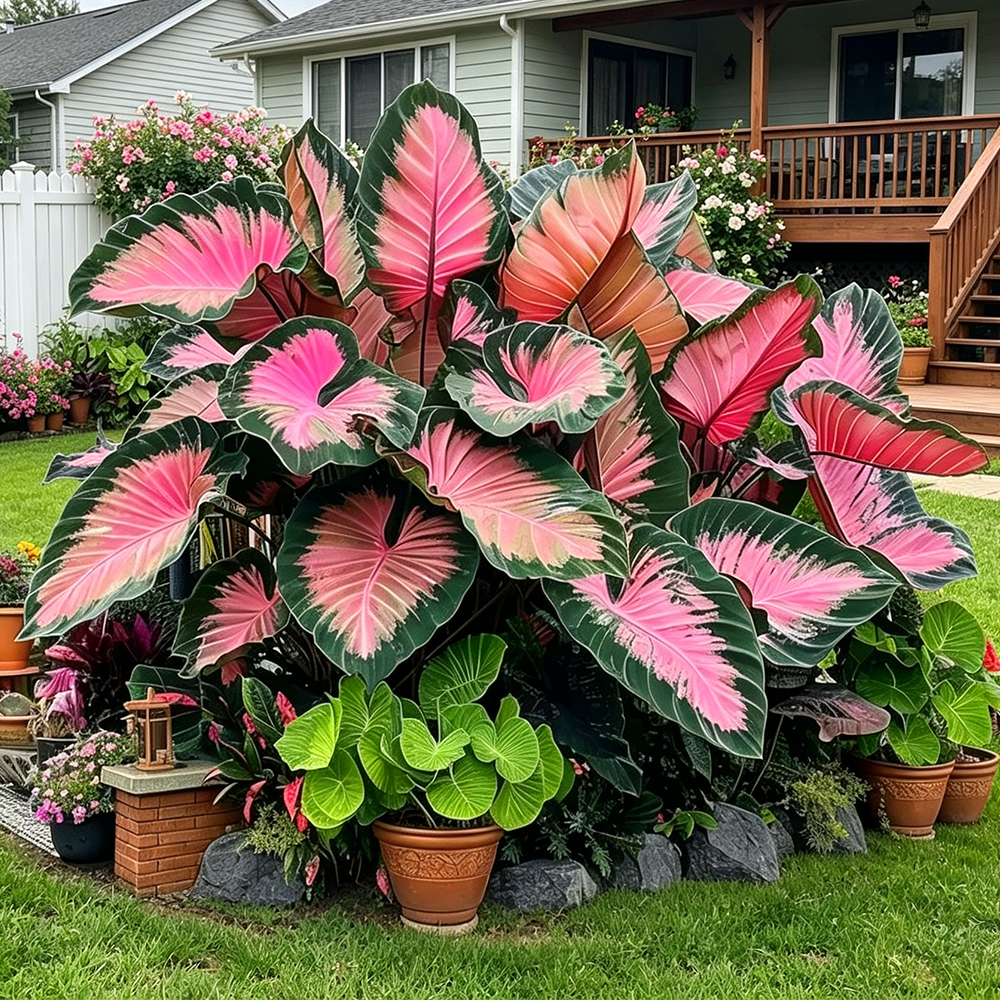 🌈Hosta Seeds🌿 🎊The color wizard that creates a dream garden 🌿✨