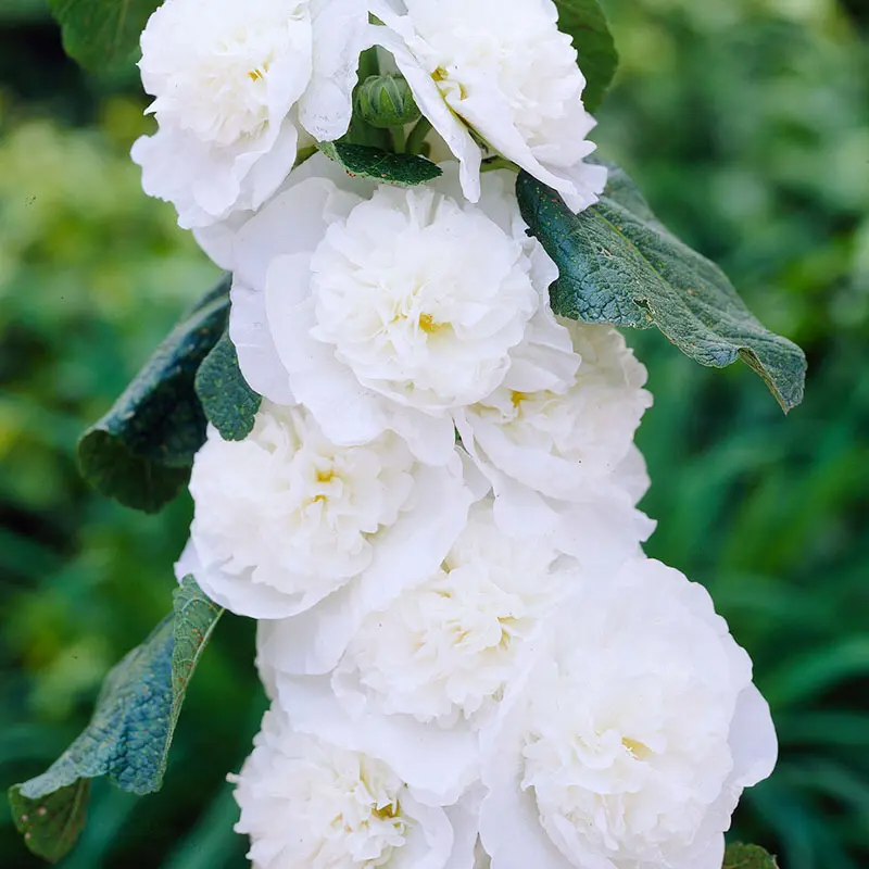 ⏰Don’t Miss Out🔥 Giant Double-Petaled Hollyhock 🌸 Large Flowers