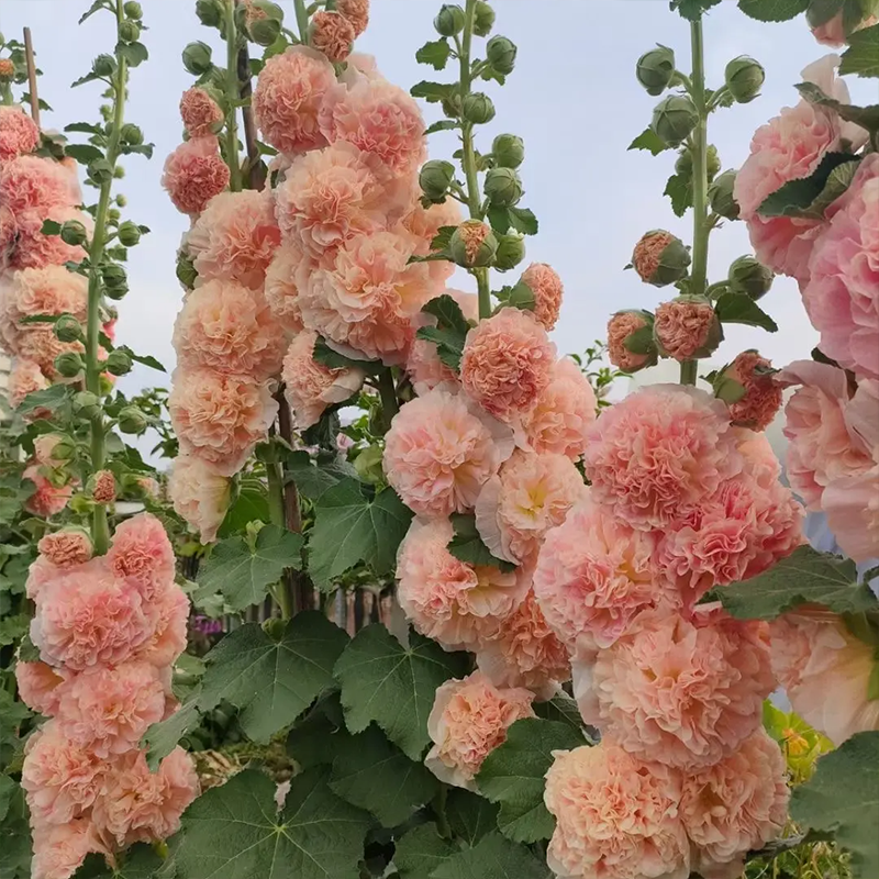 ⏰Don’t Miss Out🔥 Giant Double-Petaled Hollyhock 🌸 Large Flowers