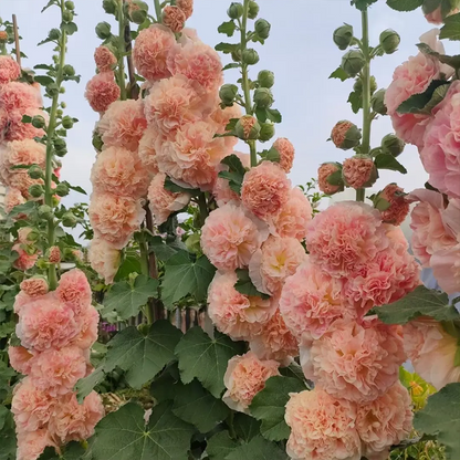 ⏰Don’t Miss Out🔥 Giant Double-Petaled Hollyhock 🌸 Large Flowers