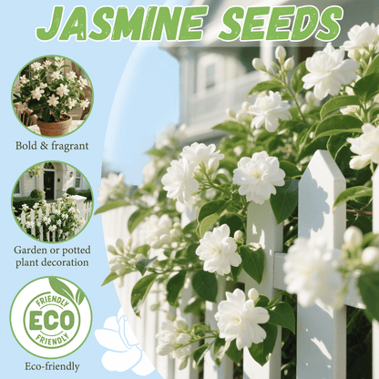 🏆 OVER 75,000 UNITS SOLD!🌸Climbing Jasmine Flower Seeds - Nighttime Perfumer