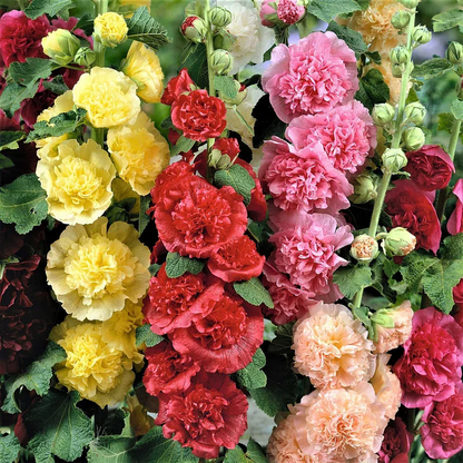 ⏰Don’t Miss Out🔥 Giant Double-Petaled Hollyhock 🌸 Large Flowers