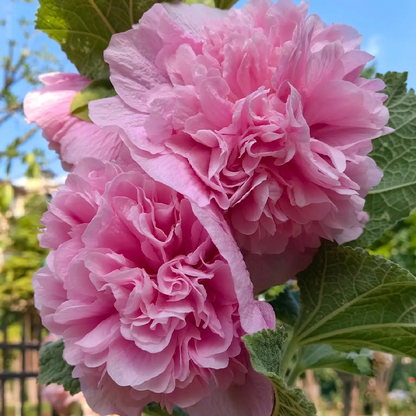 ⏰Don’t Miss Out🔥 Giant Double-Petaled Hollyhock 🌸 Large Flowers