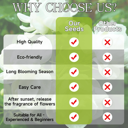 🏆 OVER 75,000 UNITS SOLD!🌸Climbing Jasmine Flower Seeds - Nighttime Perfumer