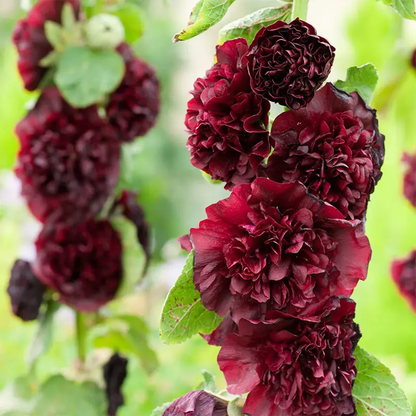⏰Don’t Miss Out🔥 Giant Double-Petaled Hollyhock 🌸 Large Flowers