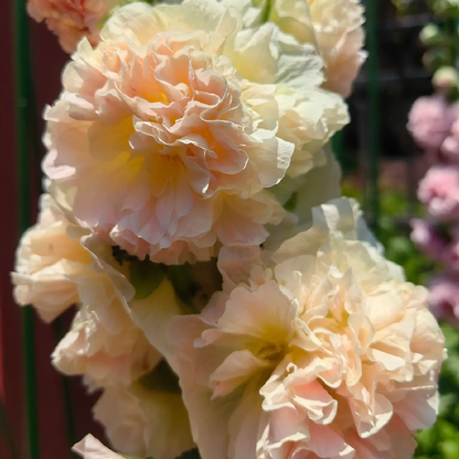 ⏰Don’t Miss Out🔥 Giant Double-Petaled Hollyhock 🌸 Large Flowers