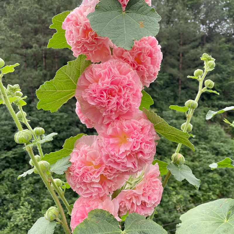 ⏰Don’t Miss Out🔥 Giant Double-Petaled Hollyhock 🌸 Large Flowers