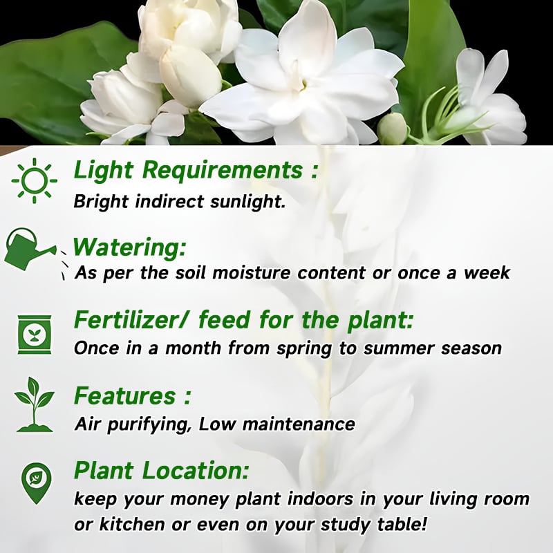 🏆 OVER 75,000 UNITS SOLD!🌸Climbing Jasmine Flower Seeds - Nighttime Perfumer