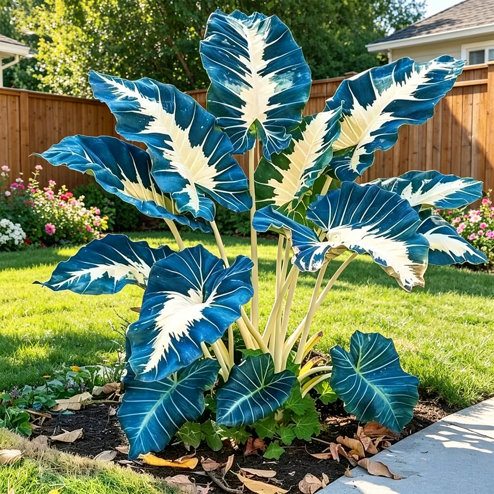 🌈Hosta Seeds🌿 🎊The color wizard that creates a dream garden 🌿✨