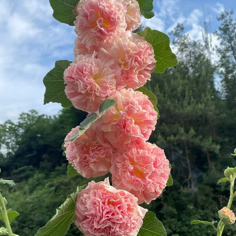 ⏰Don’t Miss Out🔥 Giant Double-Petaled Hollyhock 🌸 Large Flowers