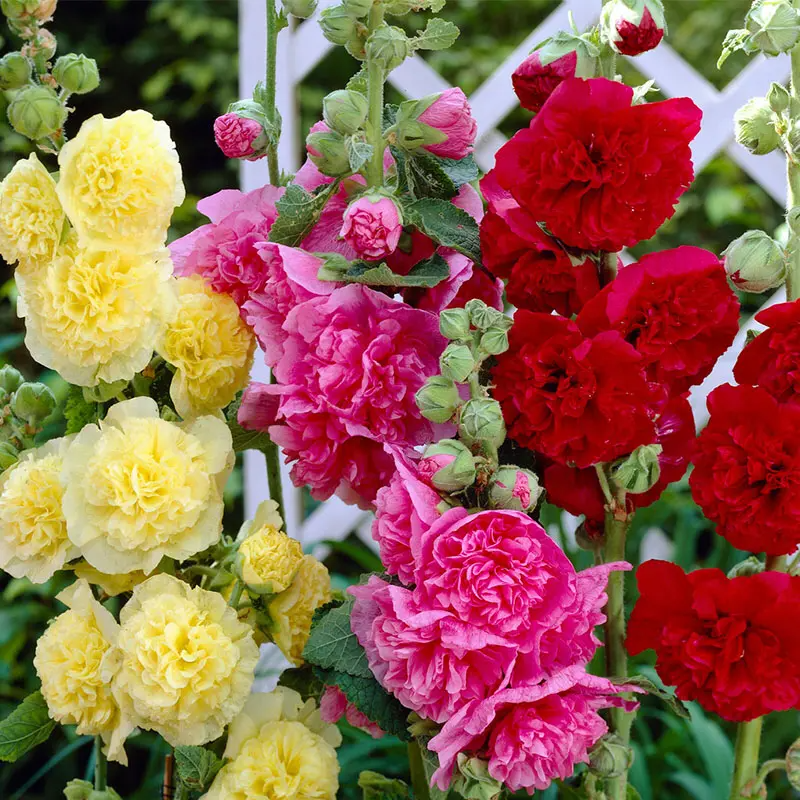 ⏰Don’t Miss Out🔥 Giant Double-Petaled Hollyhock 🌸 Large Flowers