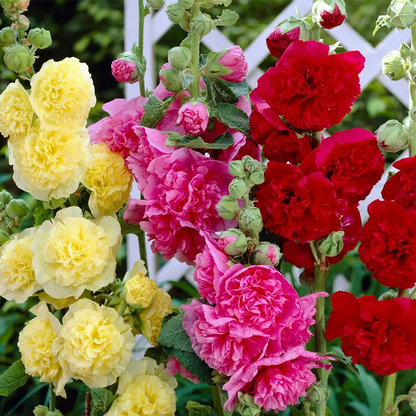 ⏰Don’t Miss Out🔥 Giant Double-Petaled Hollyhock 🌸 Large Flowers
