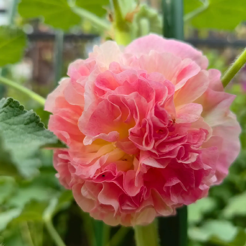 ⏰Don’t Miss Out🔥 Giant Double-Petaled Hollyhock 🌸 Large Flowers