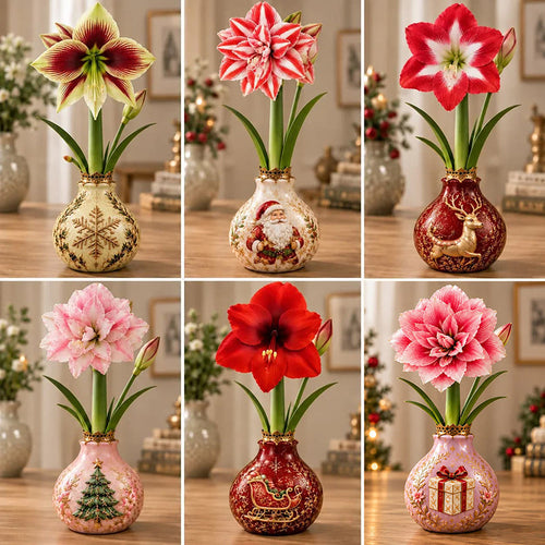 🎄🌺 Holiday Waxed Amaryllis Bulbs – No Soil, No Water, Just Watch Them Bloom