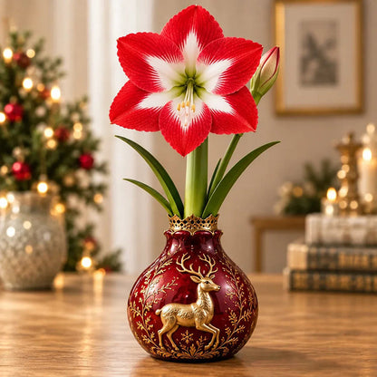 🎄🌺 Holiday Waxed Amaryllis Bulbs – No Soil, No Water, Just Watch Them Bloom