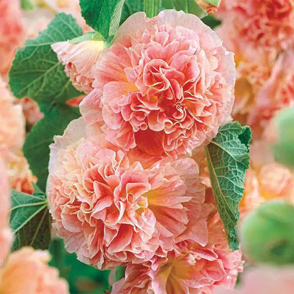 ⏰Don’t Miss Out🔥 Giant Double-Petaled Hollyhock 🌸 Large Flowers