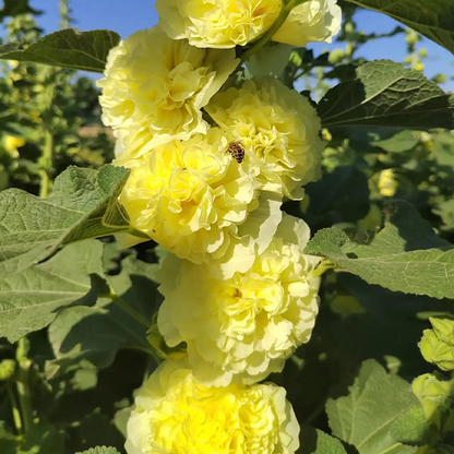⏰Don’t Miss Out🔥 Giant Double-Petaled Hollyhock 🌸 Large Flowers