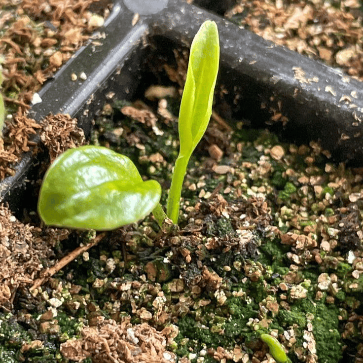 ✨HOT SALE 49% OFF🍃-Black and Red Hosta Seeds🌿