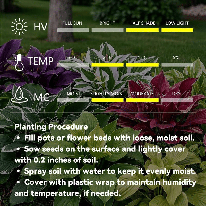 ✨HOT SALE 49% OFF🍃-Black and Red Hosta Seeds🌿