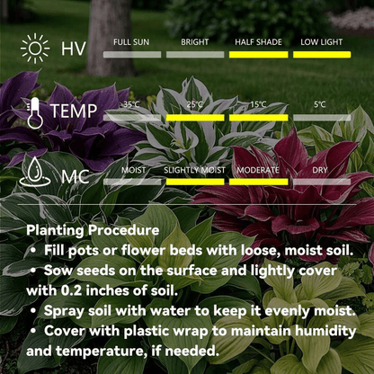 ✨HOT SALE 49% OFF🍃-Black and Red Hosta Seeds🌿