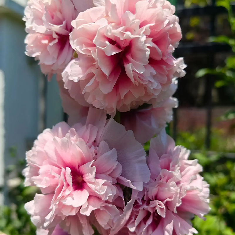 ⏰Don’t Miss Out🔥 Giant Double-Petaled Hollyhock 🌸 Large Flowers