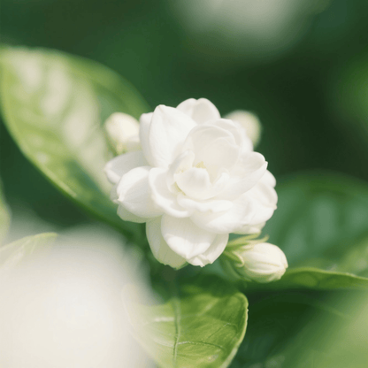 🏆 OVER 75,000 UNITS SOLD!🌸Climbing Jasmine Flower Seeds - Nighttime Perfumer