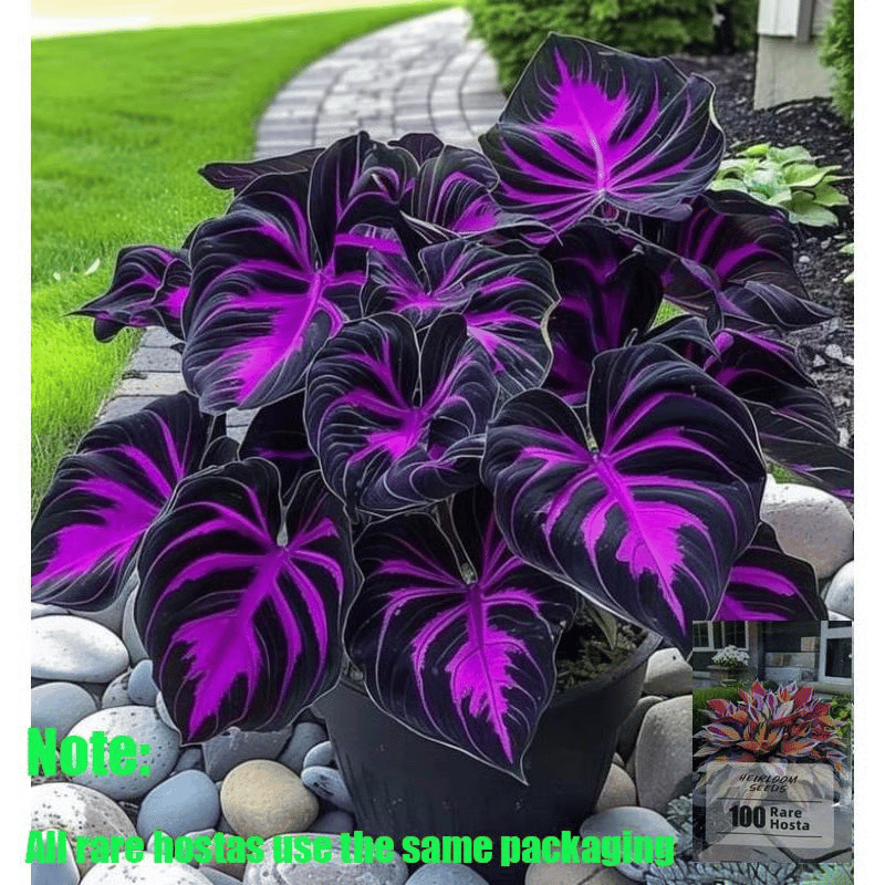 ✨HOT SALE 49% OFF🍃-Black and Red Hosta Seeds🌿