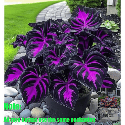 ✨HOT SALE 49% OFF🍃-Black and Red Hosta Seeds🌿